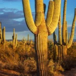 Cactus in Arizona