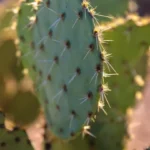 Arizona_Cactus