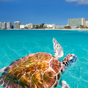 Turtle swimming by Excellence Riviera Cancun