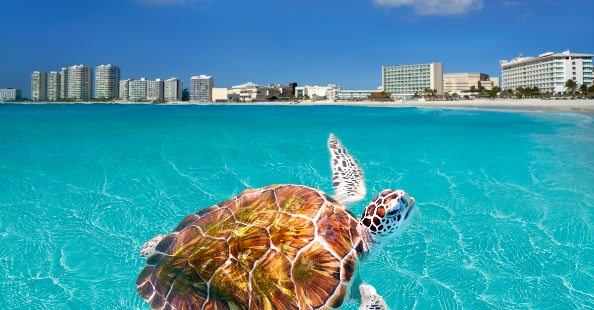 Turtle swimming by Excellence Riviera Cancun