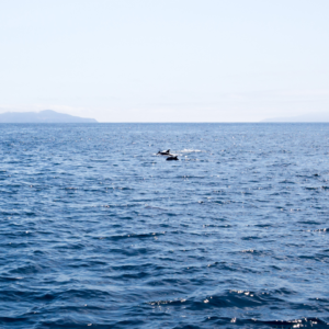 Dolphin in the Ocean 5 Nights Western Caribbean Cruise