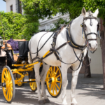 Charleston's Old South Historic Horse & Carriage