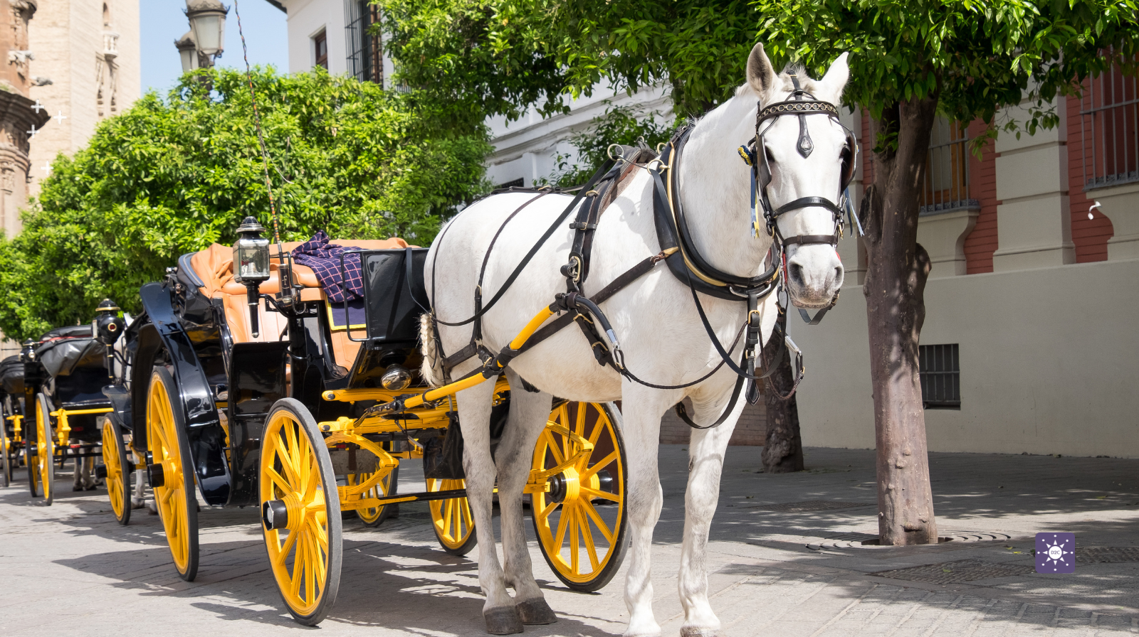 Charleston's Old South Historic Horse & Carriage