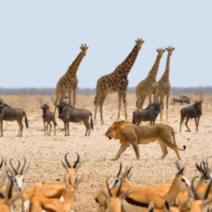 Safari Image from South Africa