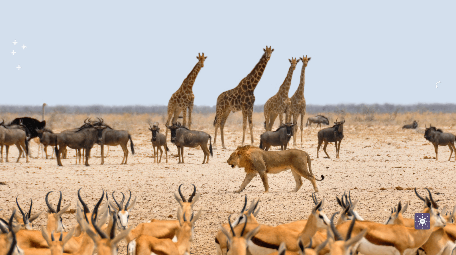 Safari Image from South Africa