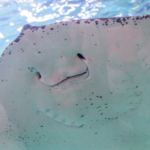 Stingray in the ocean 7 Nights Caribbean - Western