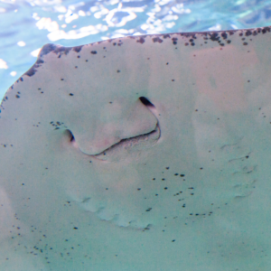Stingray in the ocean 7 Nights Caribbean - Western