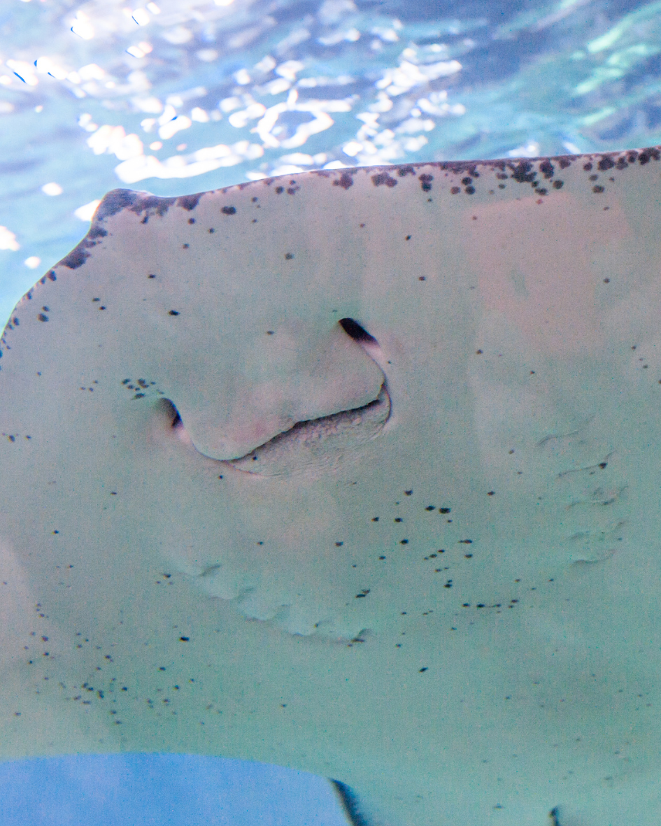 Stingray in the ocean 7 Nights Caribbean - Western